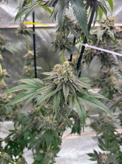 Biscotti x OZX. Week 19