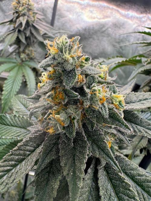 Biscotti x OZX. Week 19