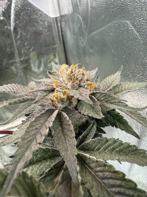 Biscotti x OZX. Week 19