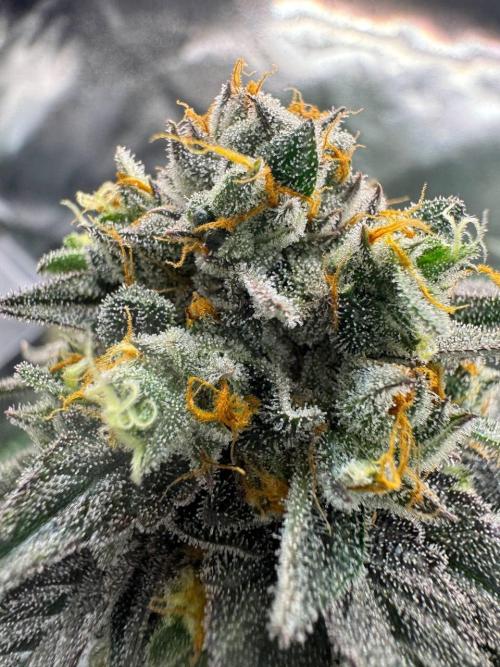 Biscotti x OZX. Week 19