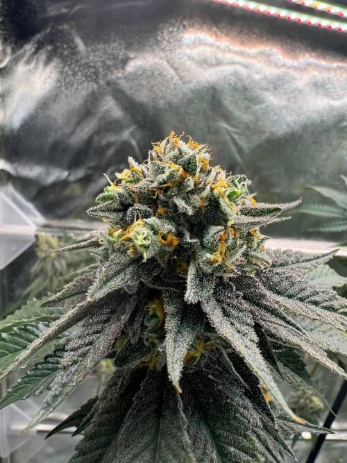 Biscotti x OZX. Week 19