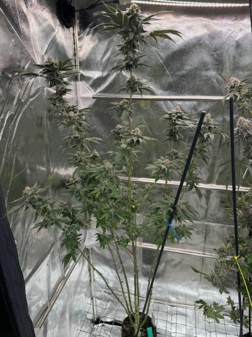 Runtz x OZX. Week 19