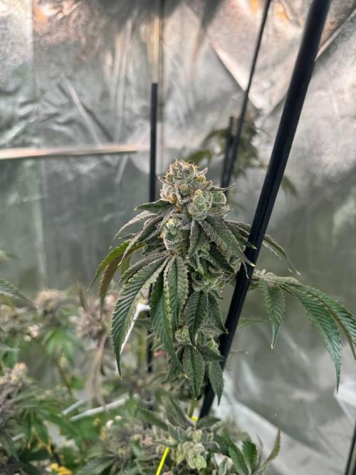 Runtz x OZX. Week 19