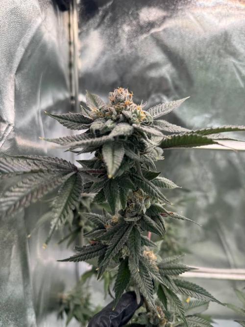 Runtz x OZX. Week 19