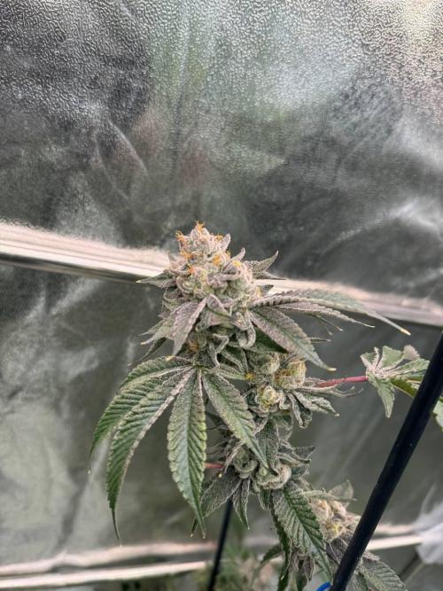 Runtz x OZX. Week 19