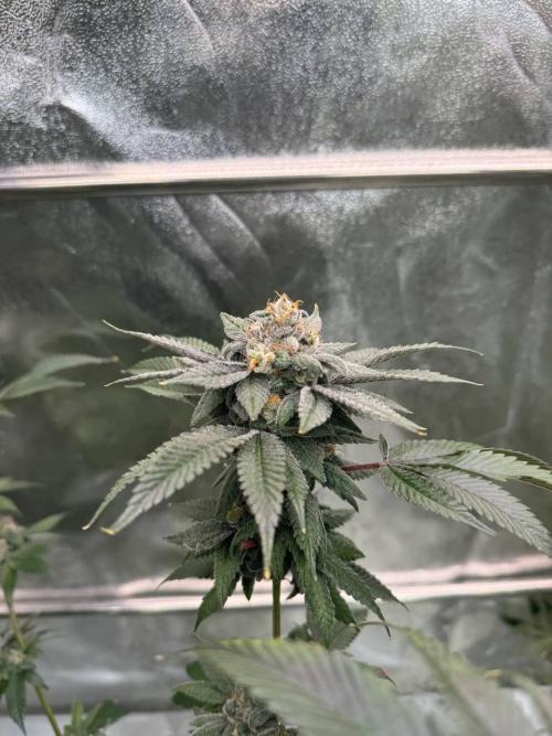 Runtz x OZX. Week 19