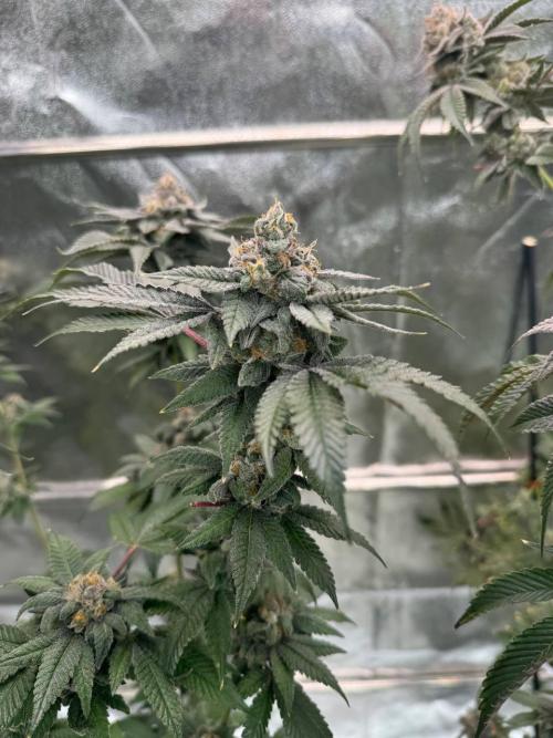 Runtz x OZX. Week 19