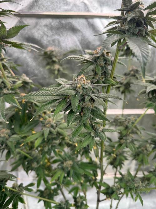 Runtz x OZX. Week 19