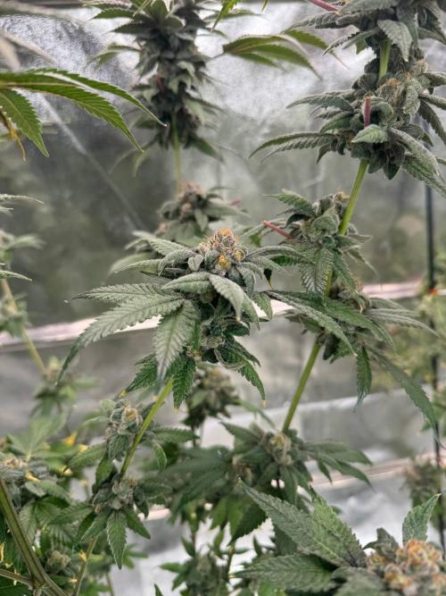 Runtz x OZX. Week 19