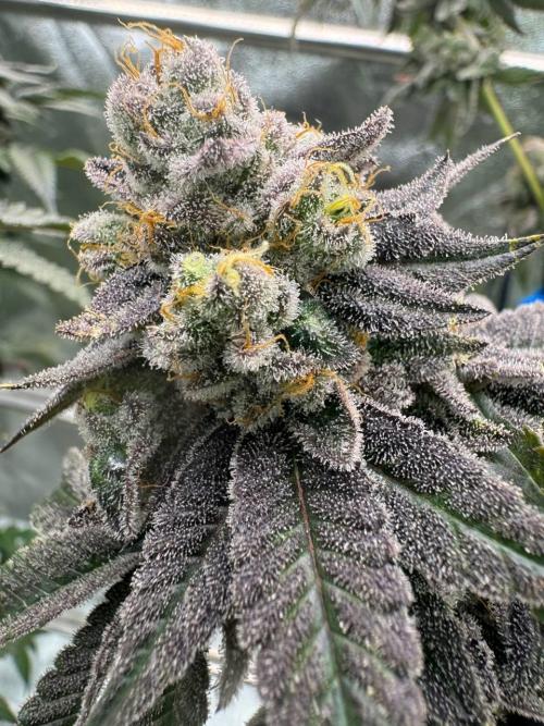 Runtz x OZX. Week 19