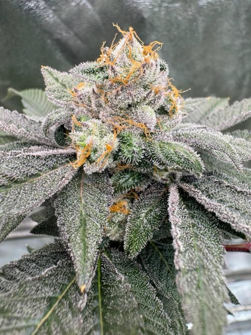 Runtz x OZX. Week 19