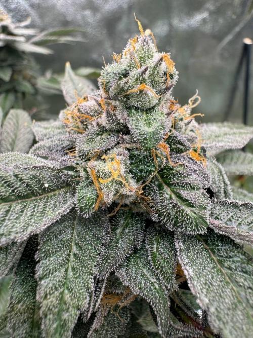 Runtz x OZX. Week 19