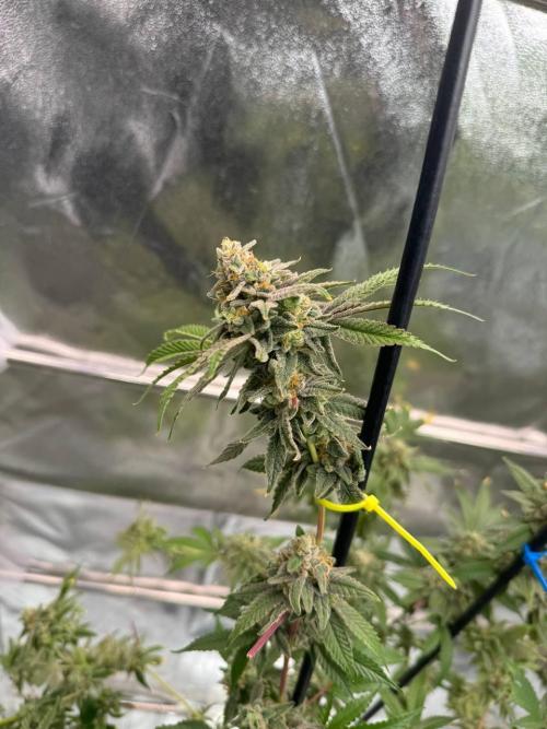 4Z #2 x ZURU. Week 19