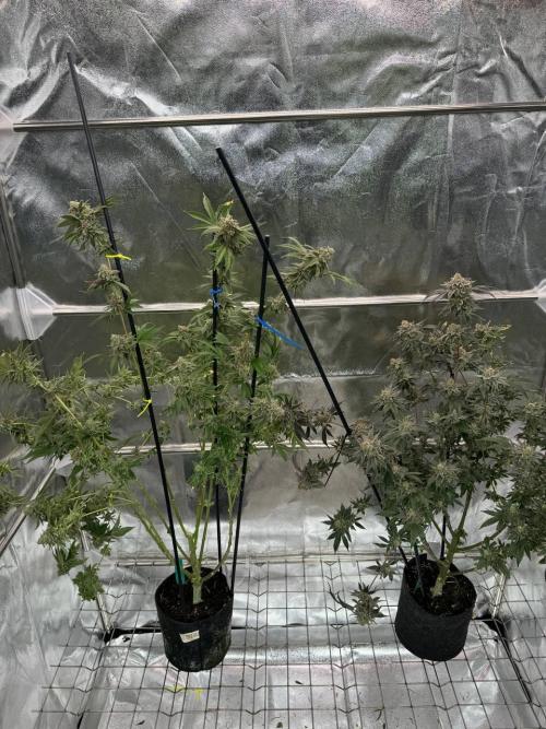 4Z #2 x ZURU. Week 19