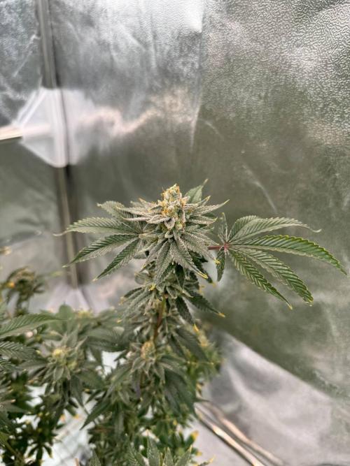 4Z #2 x ZURU. Week 19