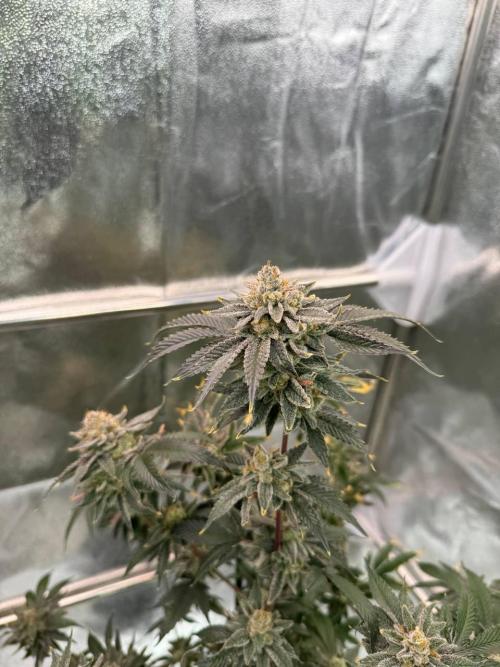 4Z #2 x ZURU. Week 19