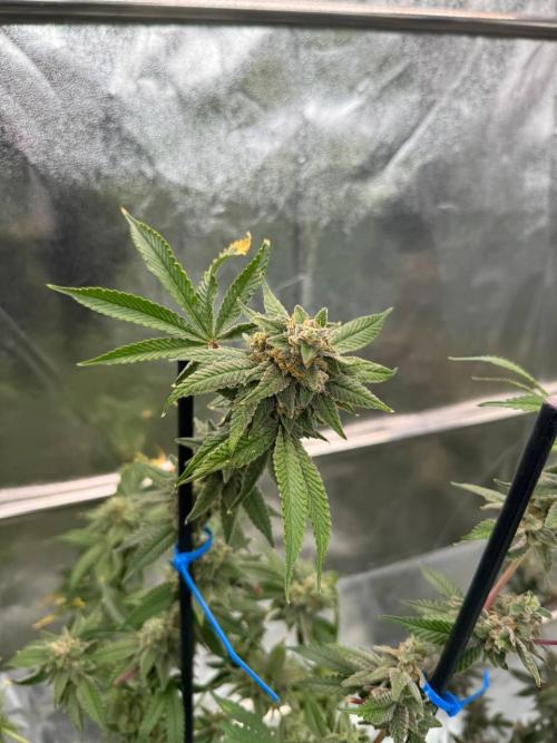 4Z #2 x ZURU. Week 19