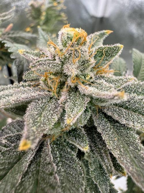 4Z #2 x ZURU. Week 19