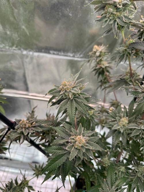 4Z #2 x ZURU. Week 19