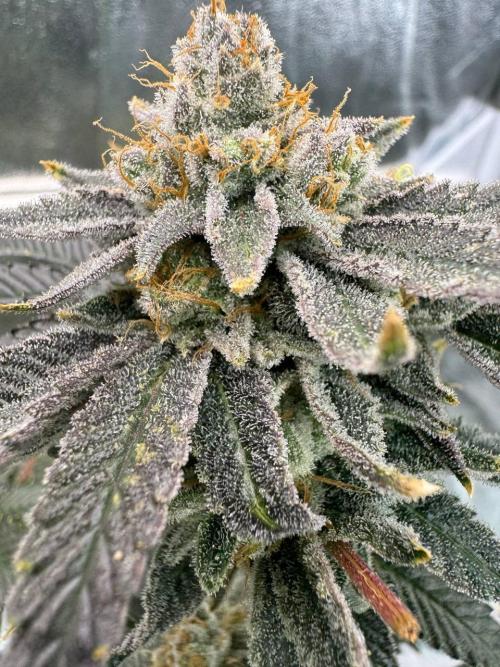 4Z #2 x ZURU. Week 19