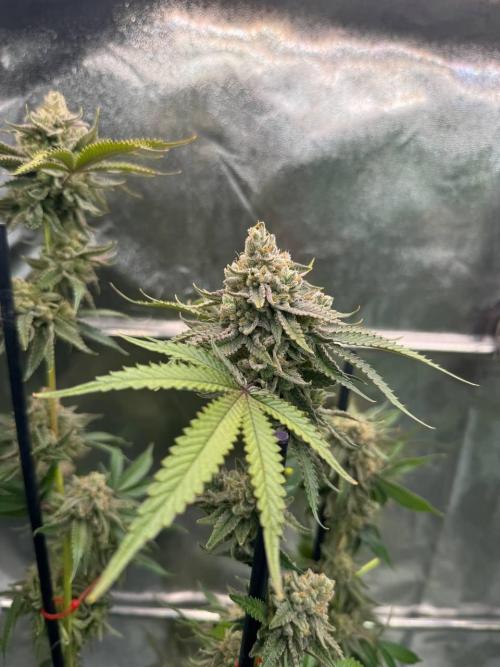 4Z #6 x ZURU. Week 19