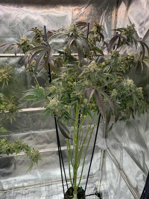 4Z #6 x ZURU. Week 19