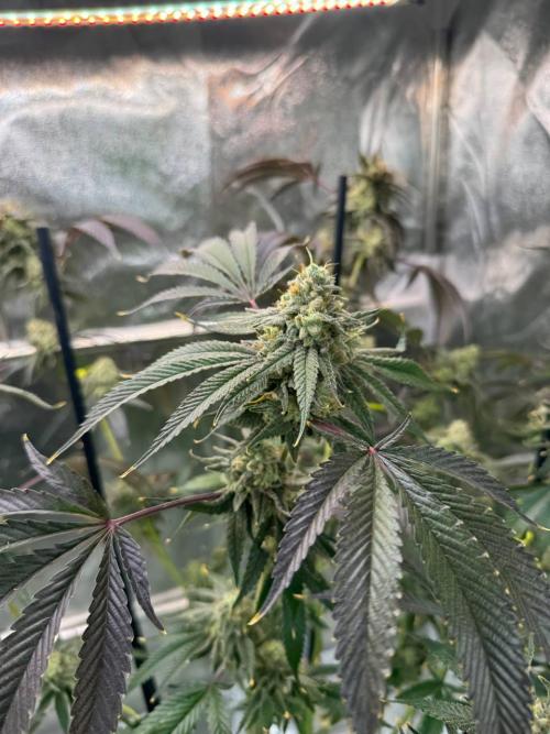 4Z #6 x ZURU. Week 19