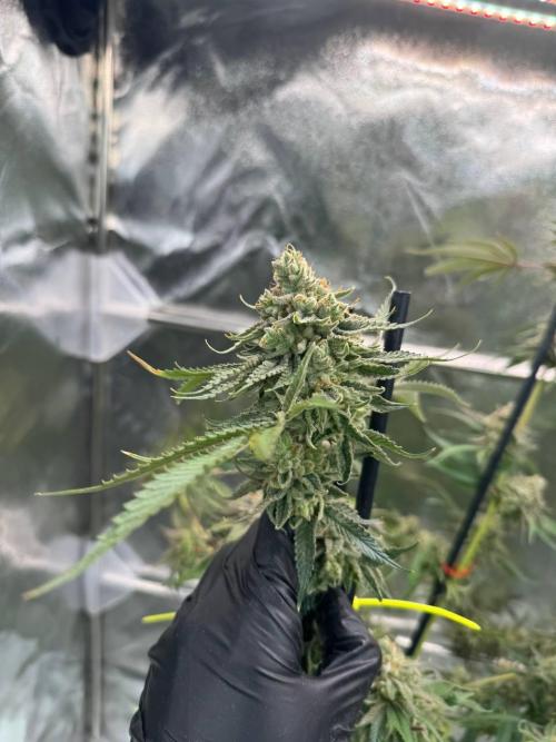 4Z #6 x ZURU. Week 19