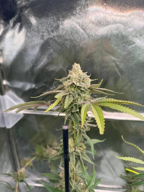 4Z #6 x ZURU. Week 19