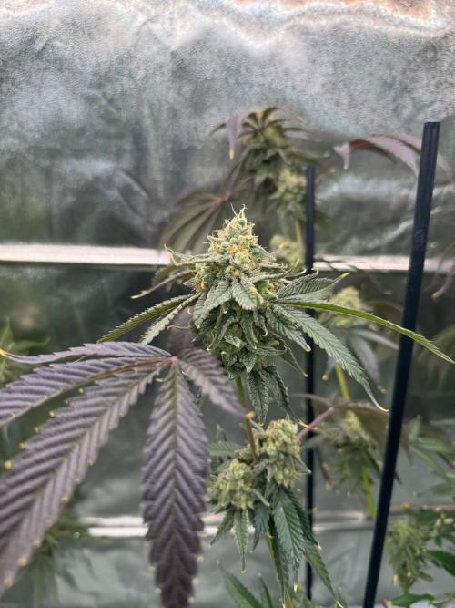 4Z #6 x ZURU. Week 19