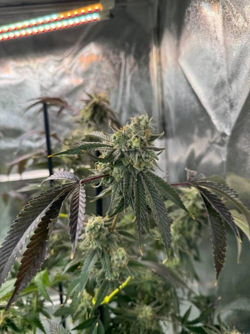 4Z #6 x ZURU. Week 19