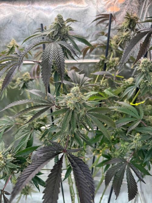 4Z #6 x ZURU. Week 19