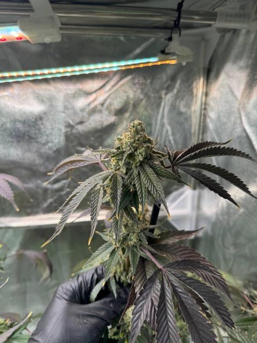 4Z #6 x ZURU. Week 19