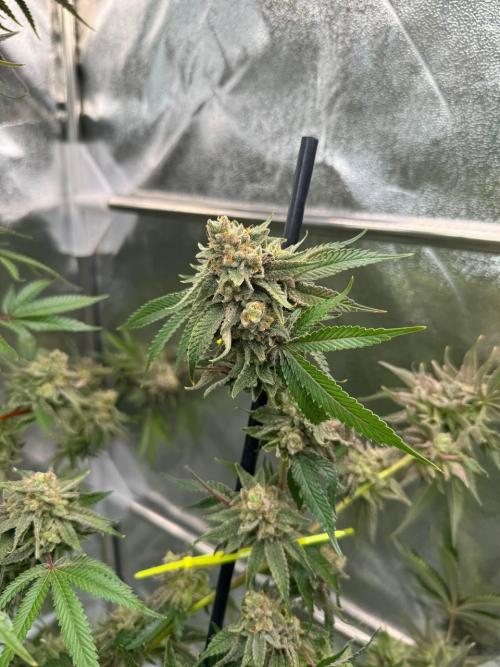 4Z #6 x ZURU. Week 19