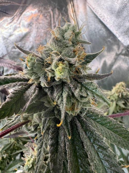 4Z #6 x ZURU. Week 19