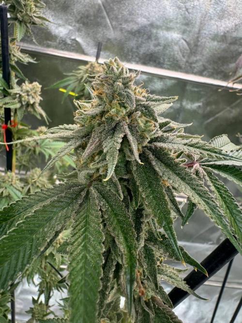 4Z #6 x ZURU. Week 19