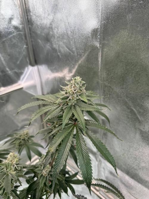 Sour Zoda. Week 19