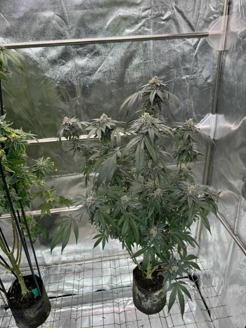 Purple Limeade. Week 19