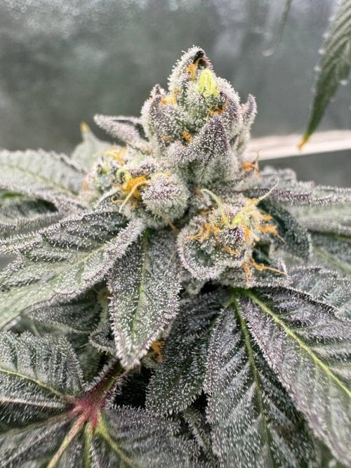 Purple Limeade. Week 19