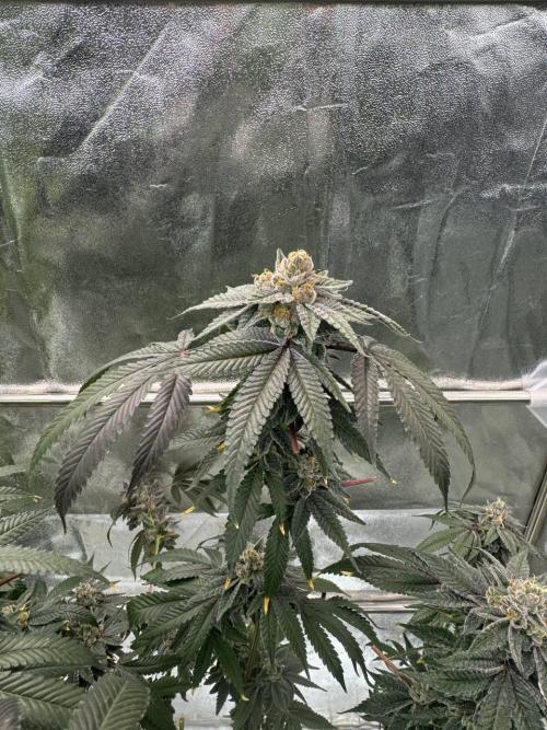 Purple Limeade. Week 19