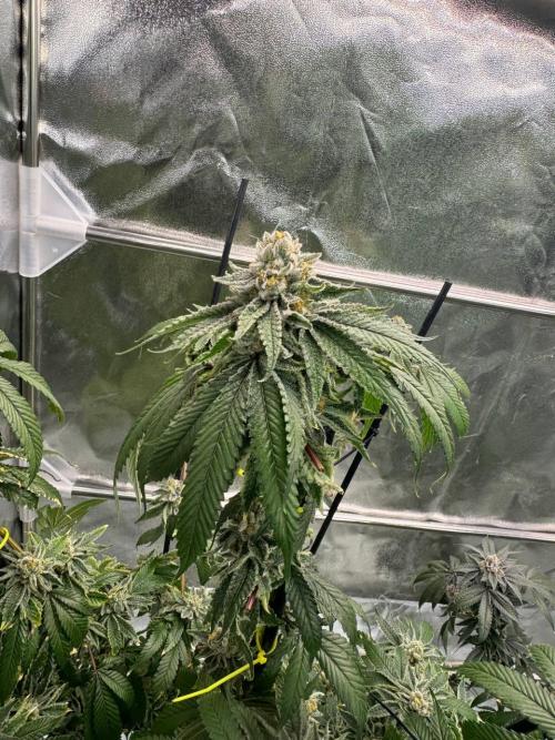 Purple Limeade. Week 19