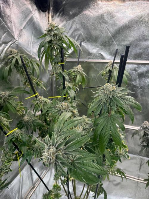 Purple Limeade. Week 19