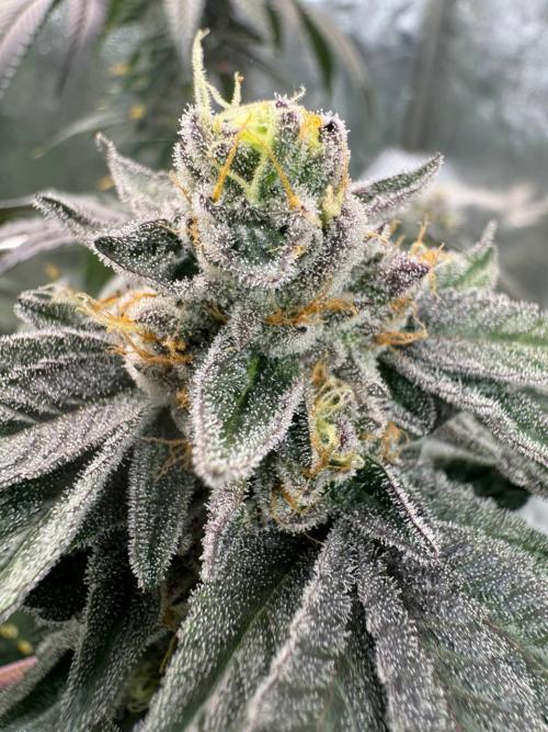 Purple Limeade. Week 19