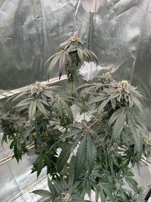 Purple Limeade. Week 19