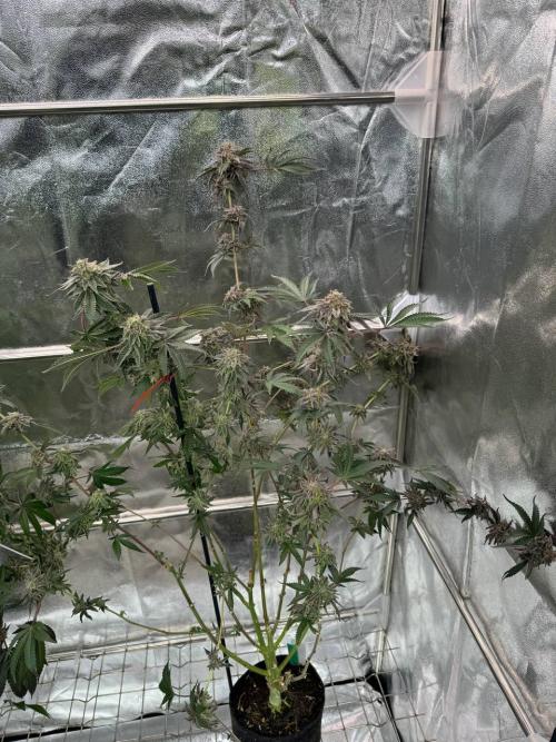 Peanut Butter Lime REG. Week 19