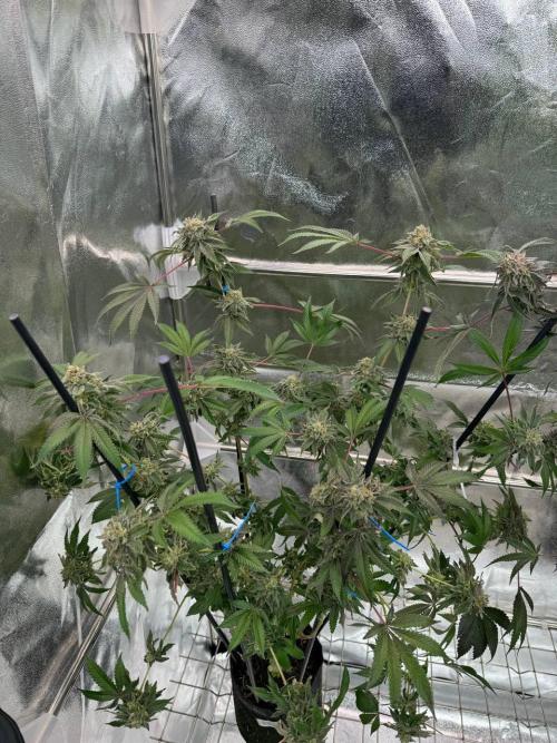 Peanut Butter Lime REG. Week 19