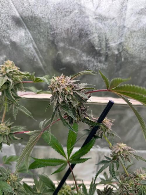 Peanut Butter Lime REG. Week 19