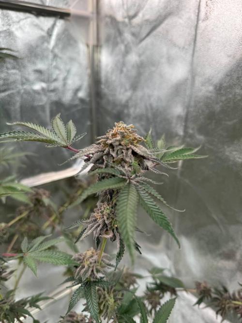 Peanut Butter Lime REG. Week 19