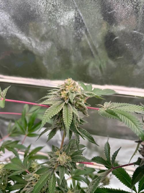 Peanut Butter Lime REG. Week 19