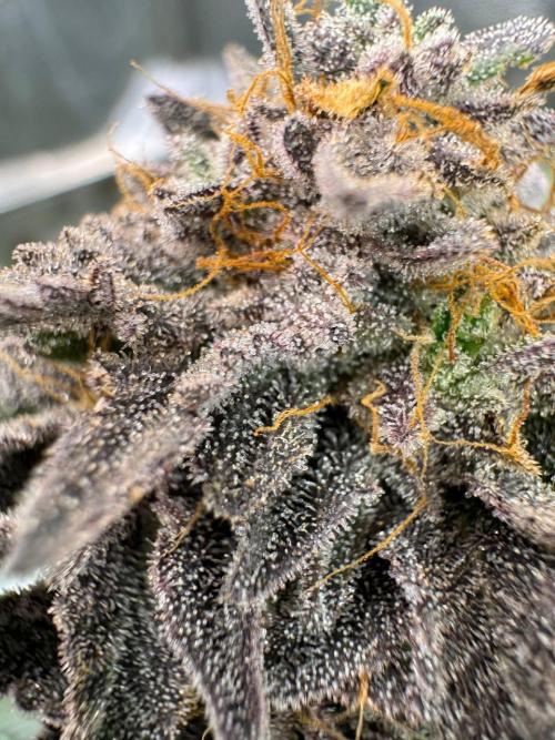 Peanut Butter Lime REG. Week 19